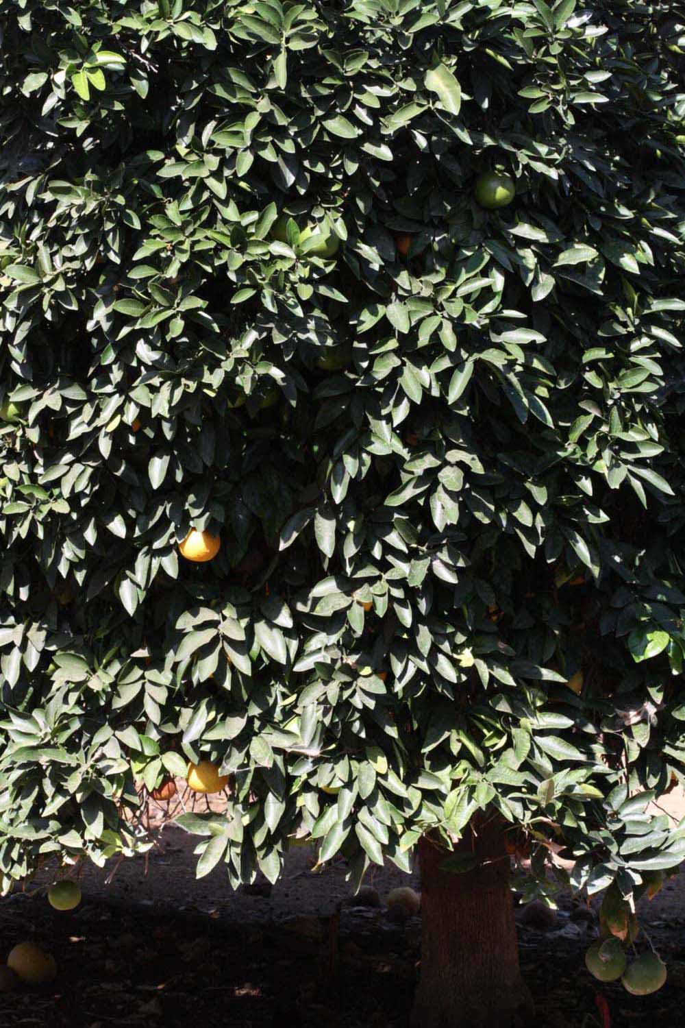            Habit (Riverside, CA)   